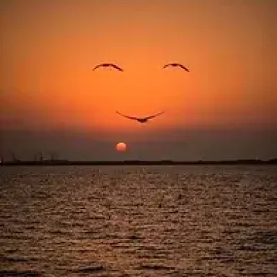 soleil sourire oiseaux